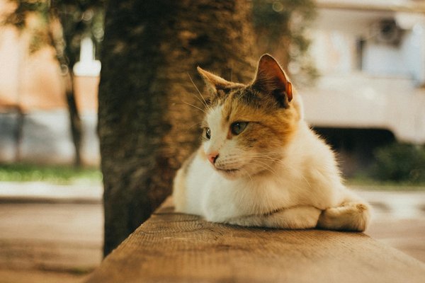 What Are the Unique Challenges Facing the UK Health Sector Today?